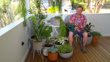 Potted gardens