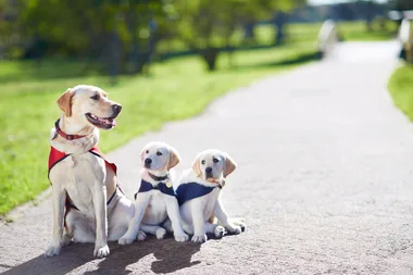 You can cuddle a guide dog puppy in Sydney today