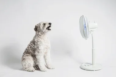 How to keep your pet safe from heatstroke this summer
