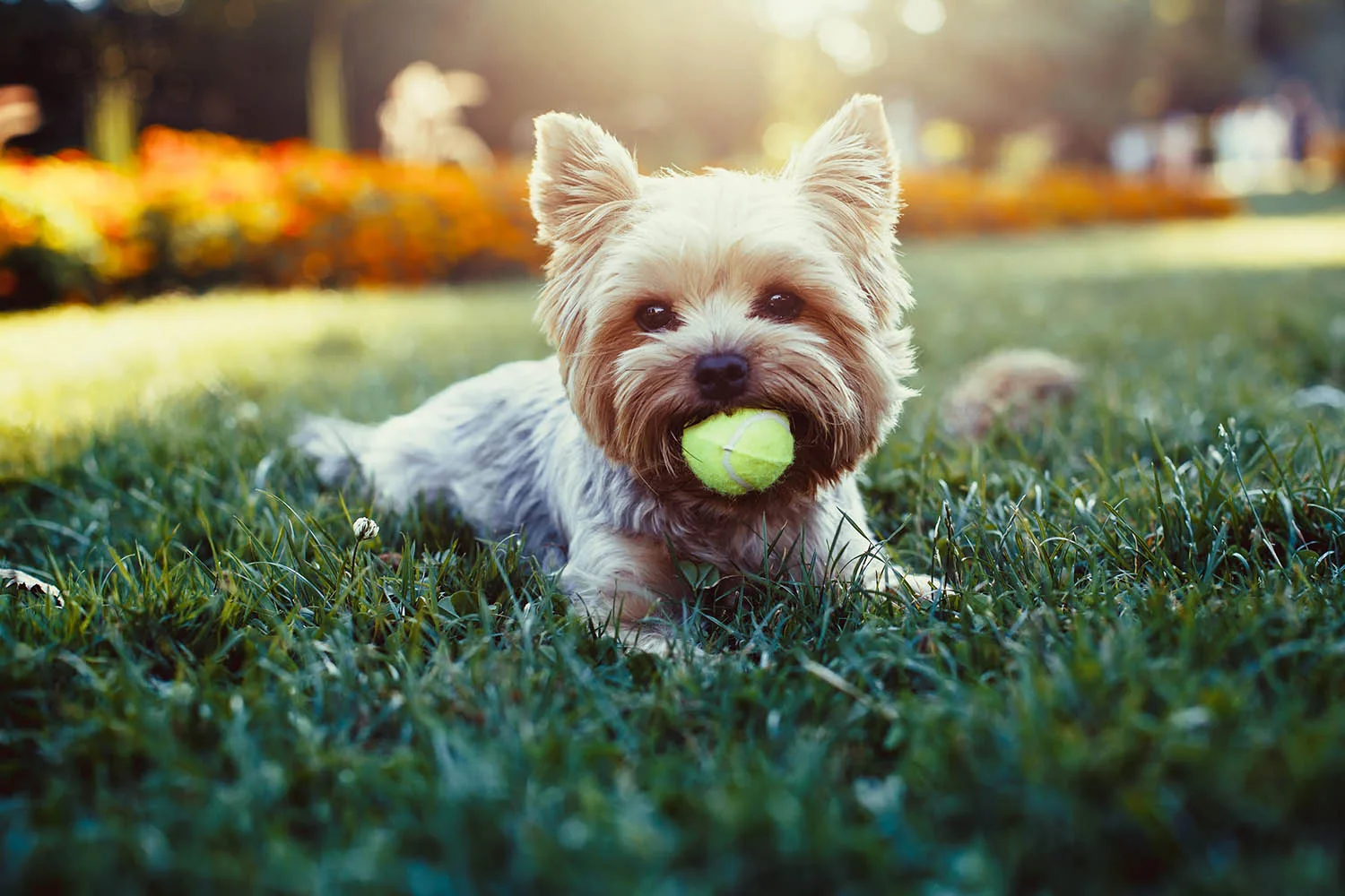 dog with ball in mouth