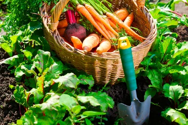 How to grow your own vegetables