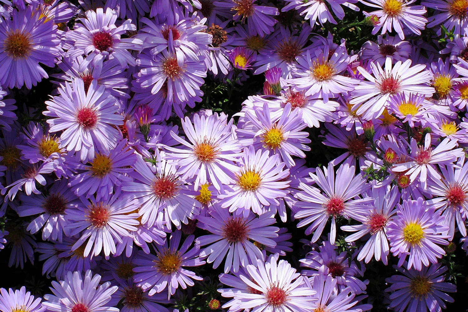 The Australian daisy is also known as a Swan River daisy.