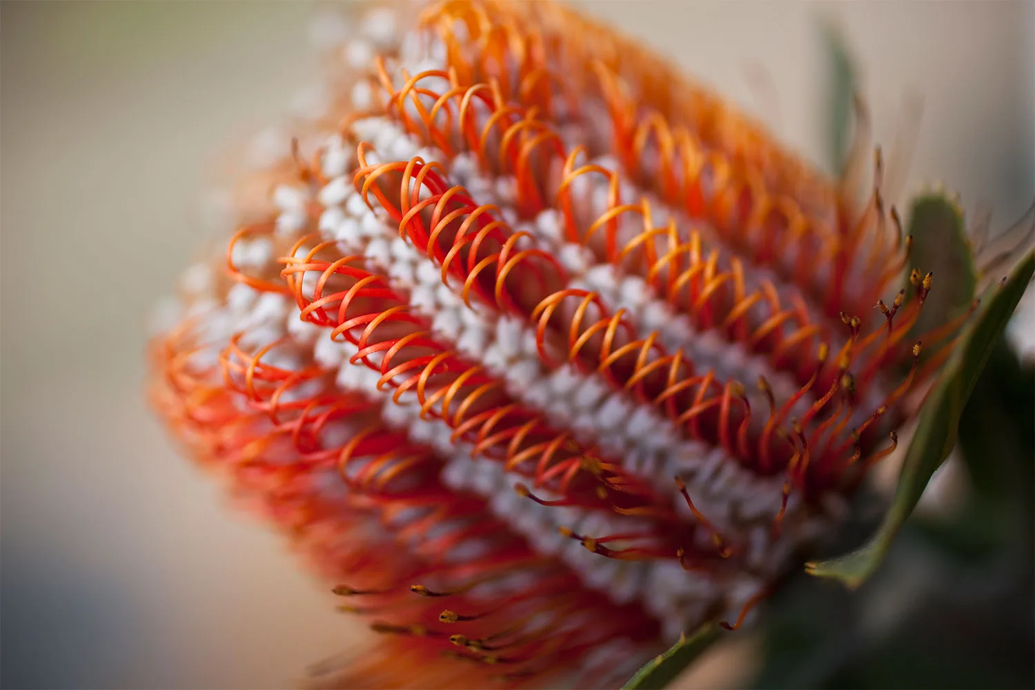The banksia is an iconic Australian native plant.