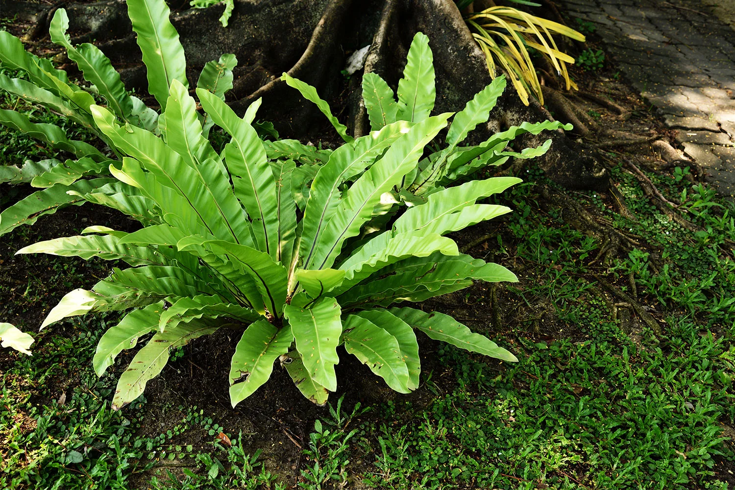 Bird's nest fern.