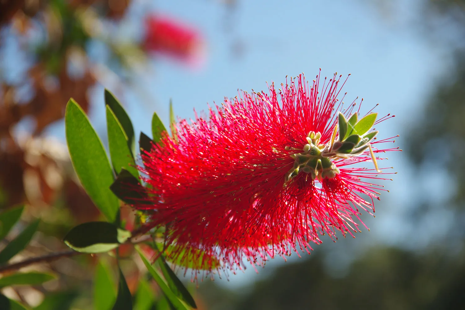 Bottlebrush, also known by its scientific name Callistemon, is a beautiful flowering shrub.