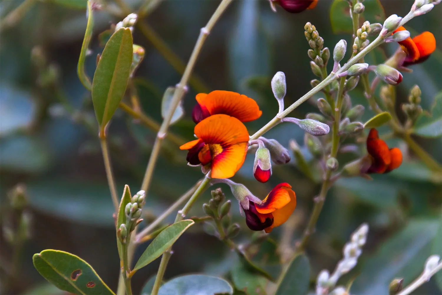 Flame pea, or Chorizema, is a striking Australian plant.