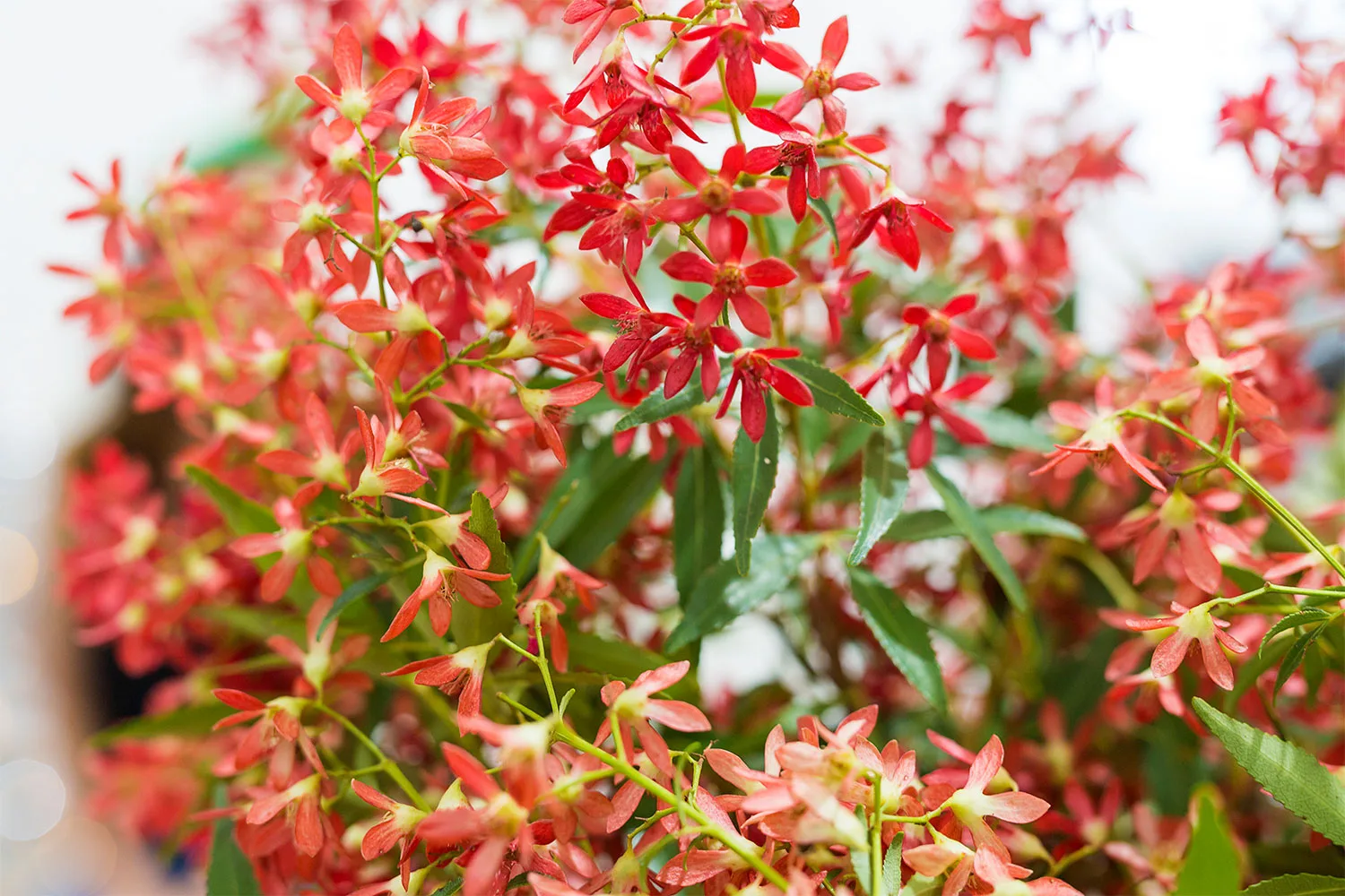 Christmas bush.
