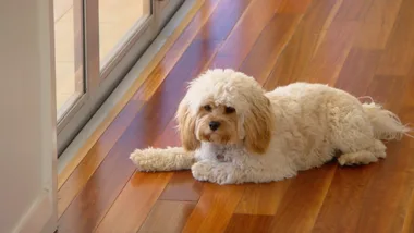 Doggy door dramas