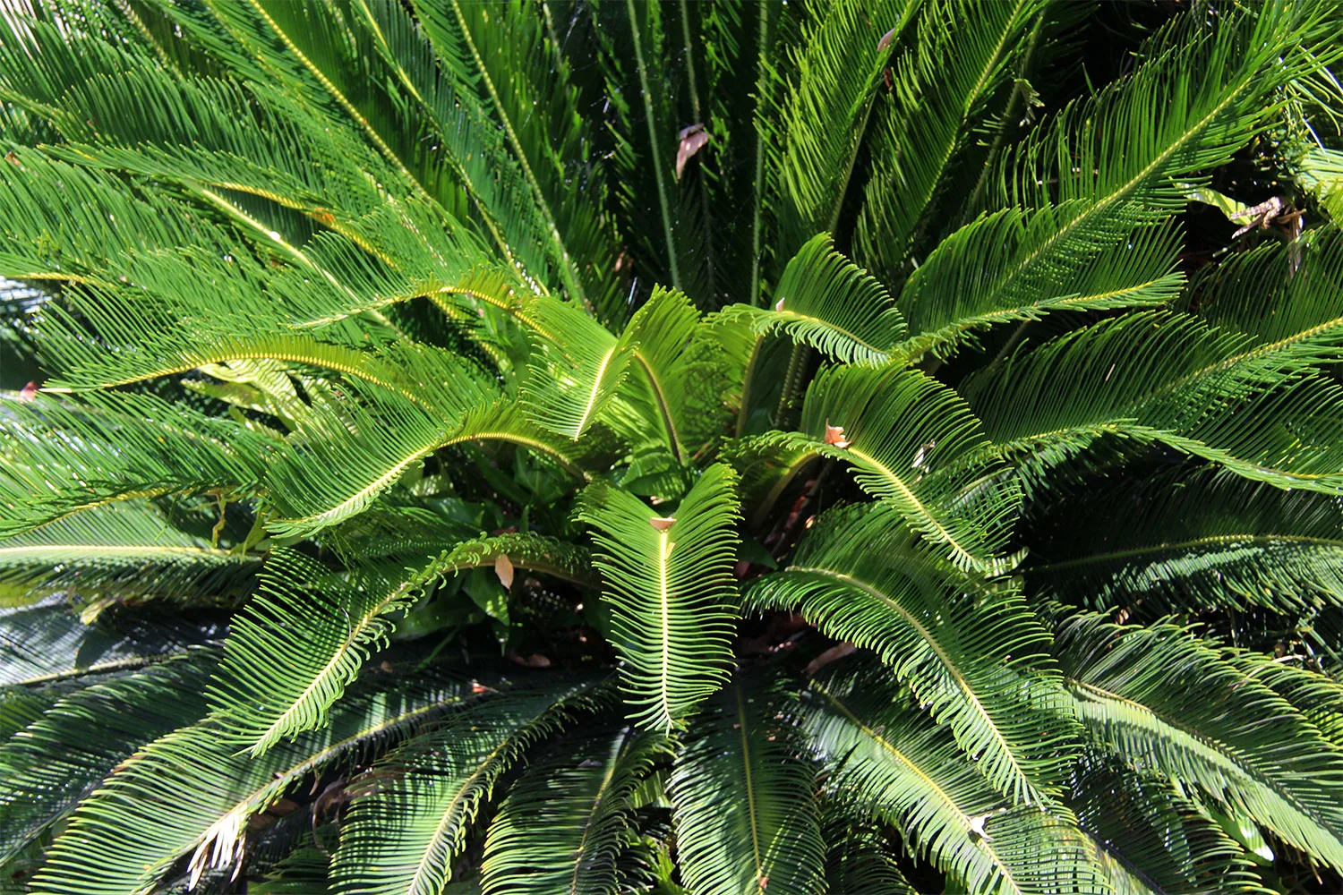 Cycads have impressive, palm-like leaves that can add texture and year-round greenery to gardens.