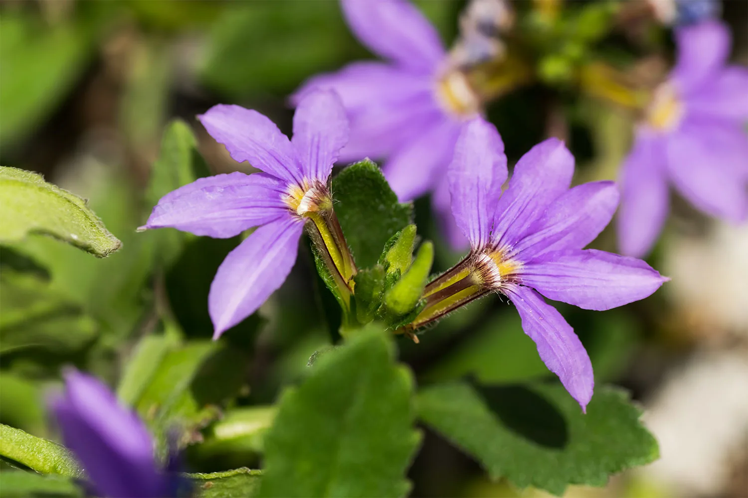 Fan flowers.
