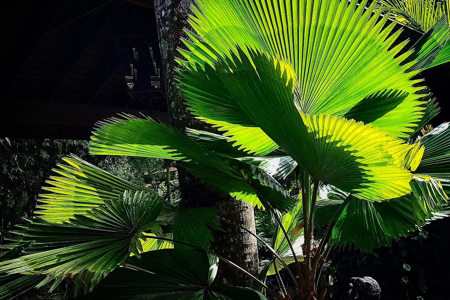 Fan palm.