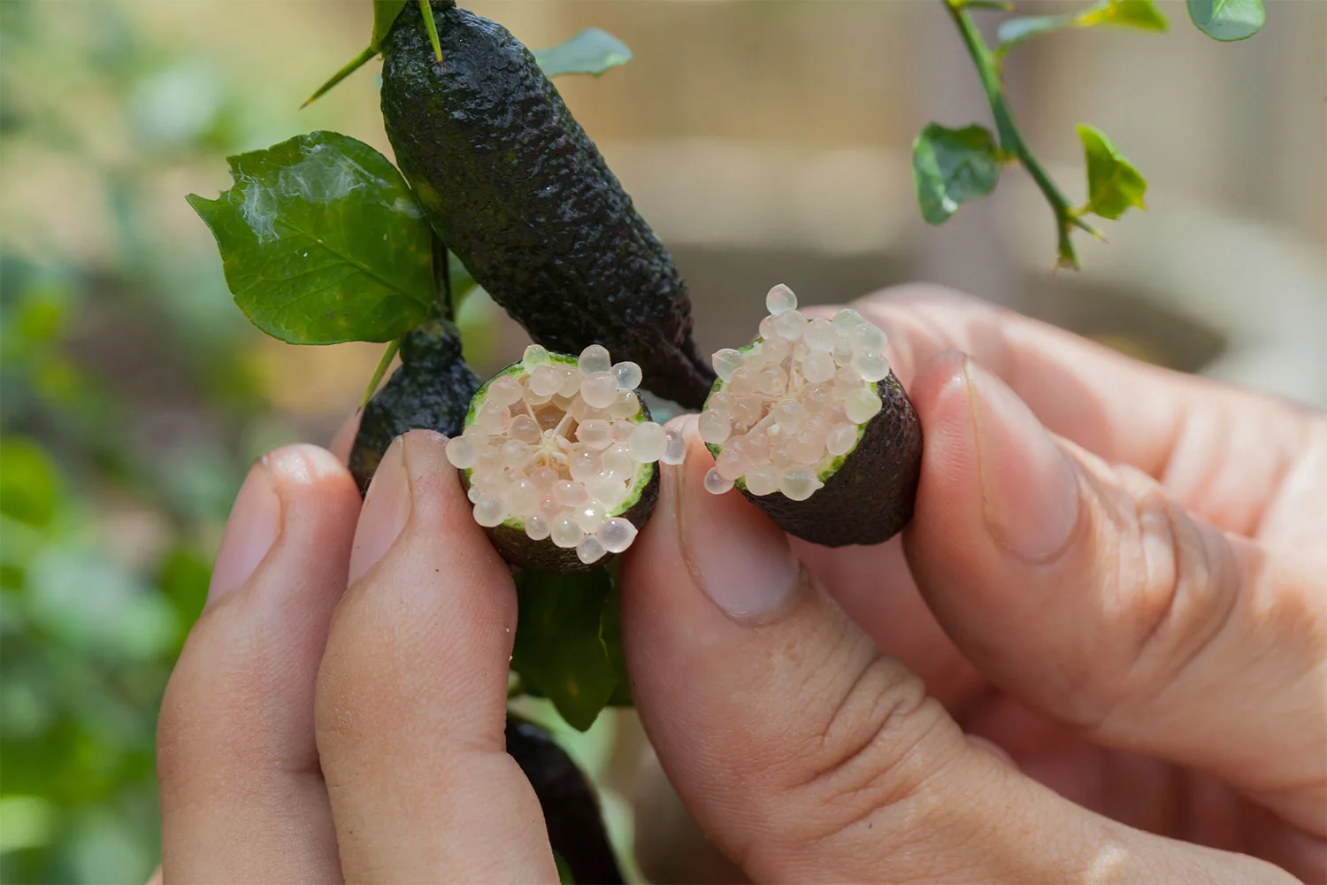 Finger lime