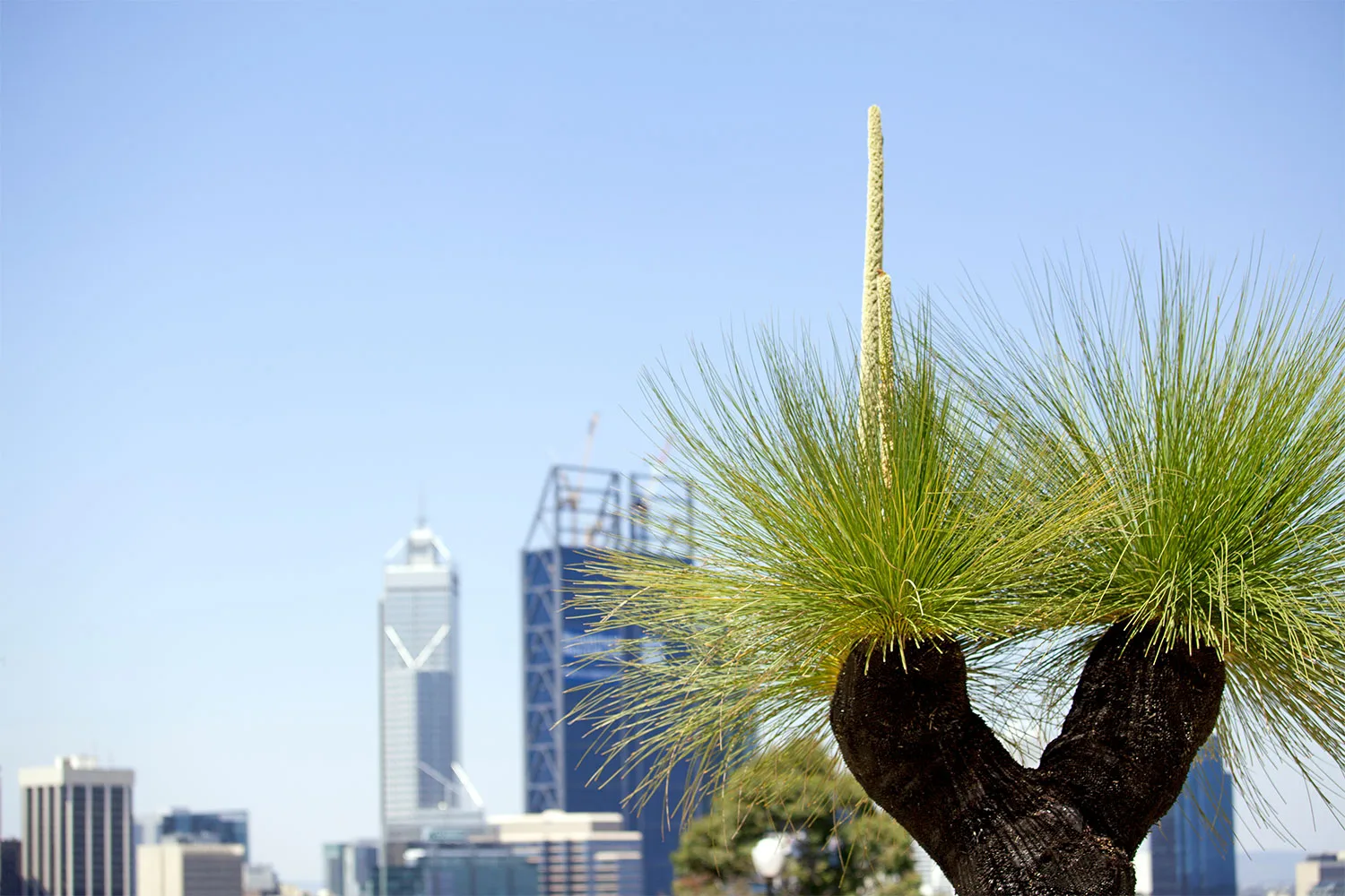 Grass tree.