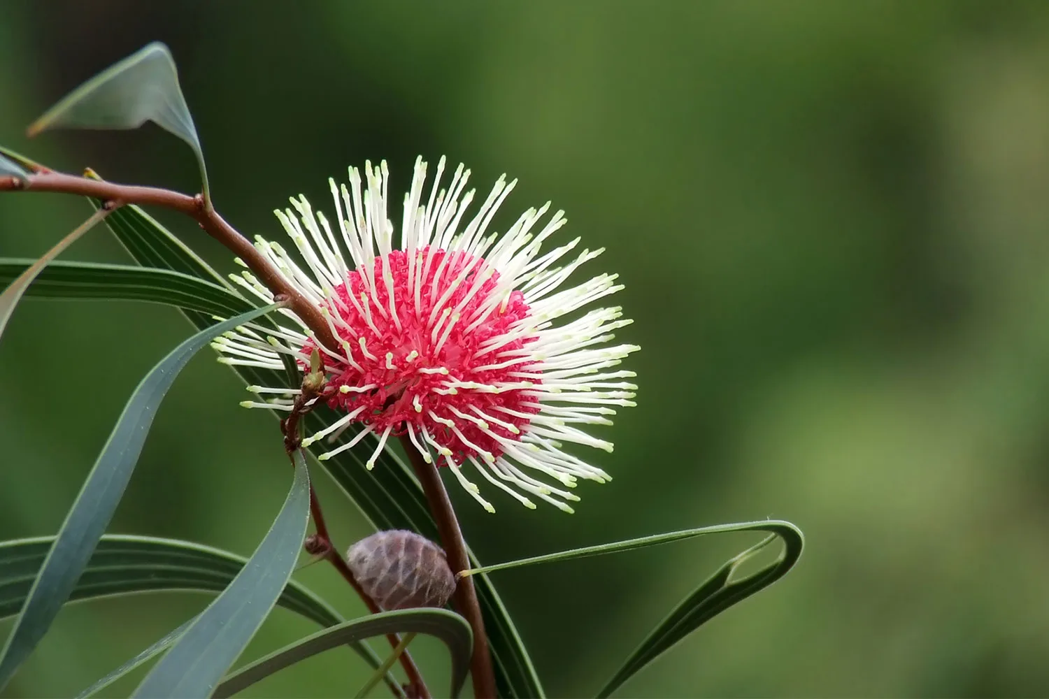 Hakea.