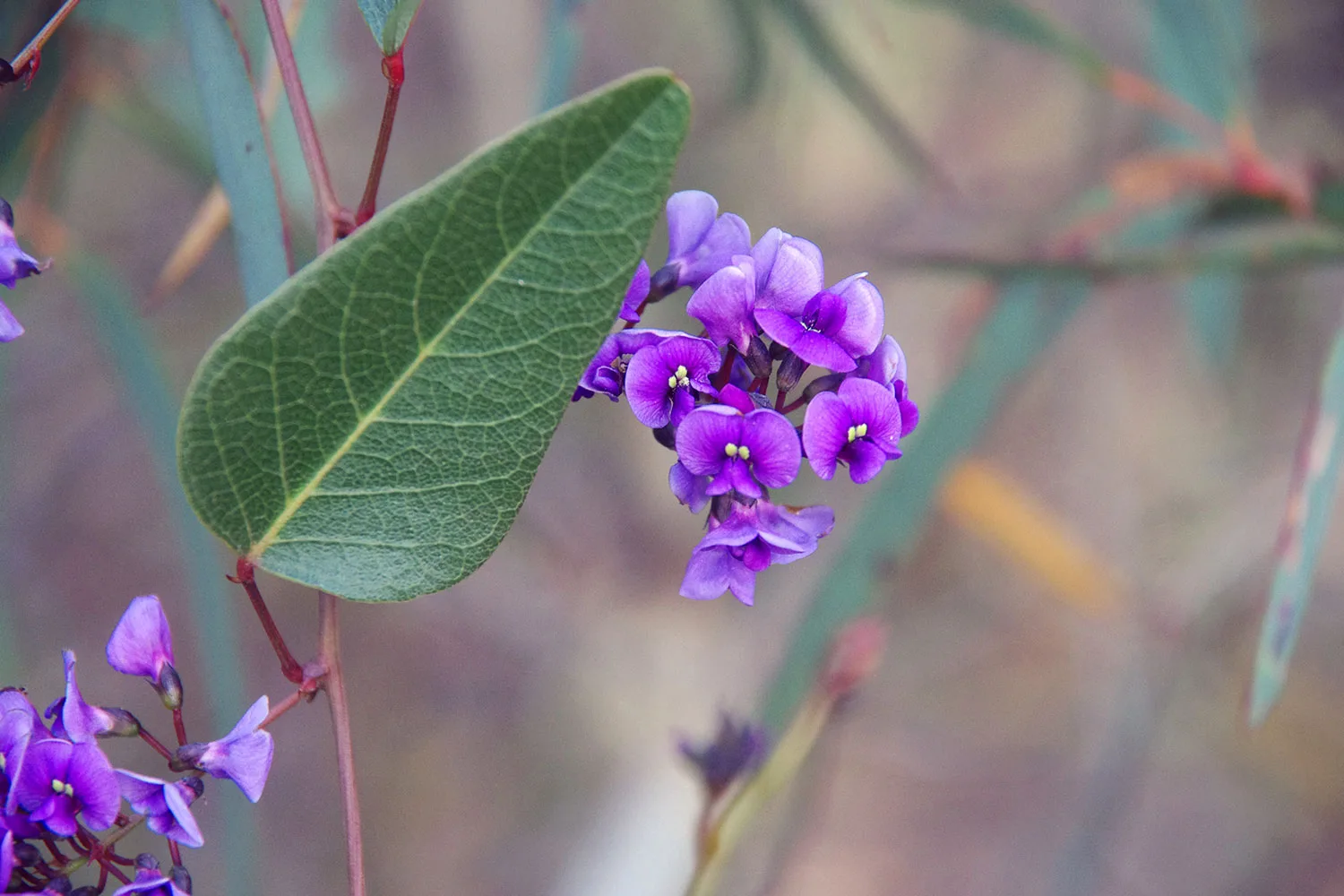 Happy wanderer is a hardy Australian native that can be grown as a climbing shrub or trailer.