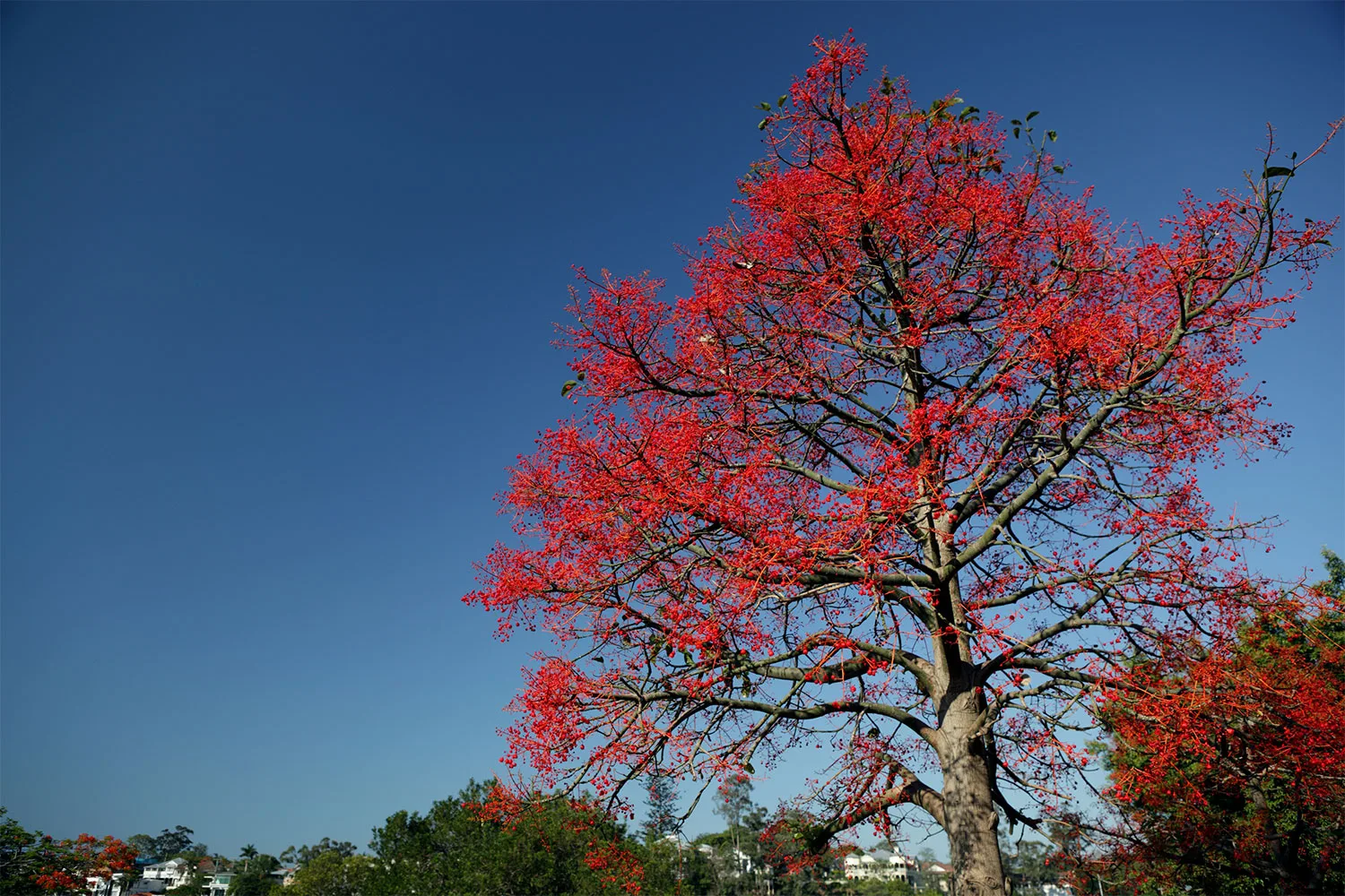 Illawarra flame tree.