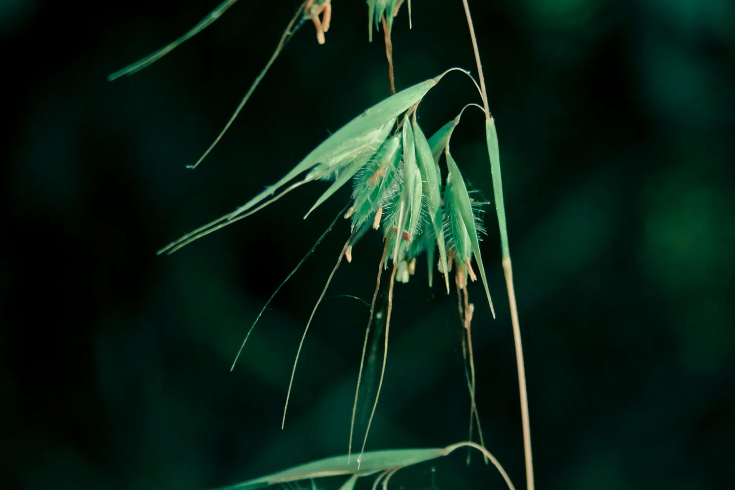 Kangaroo grass.