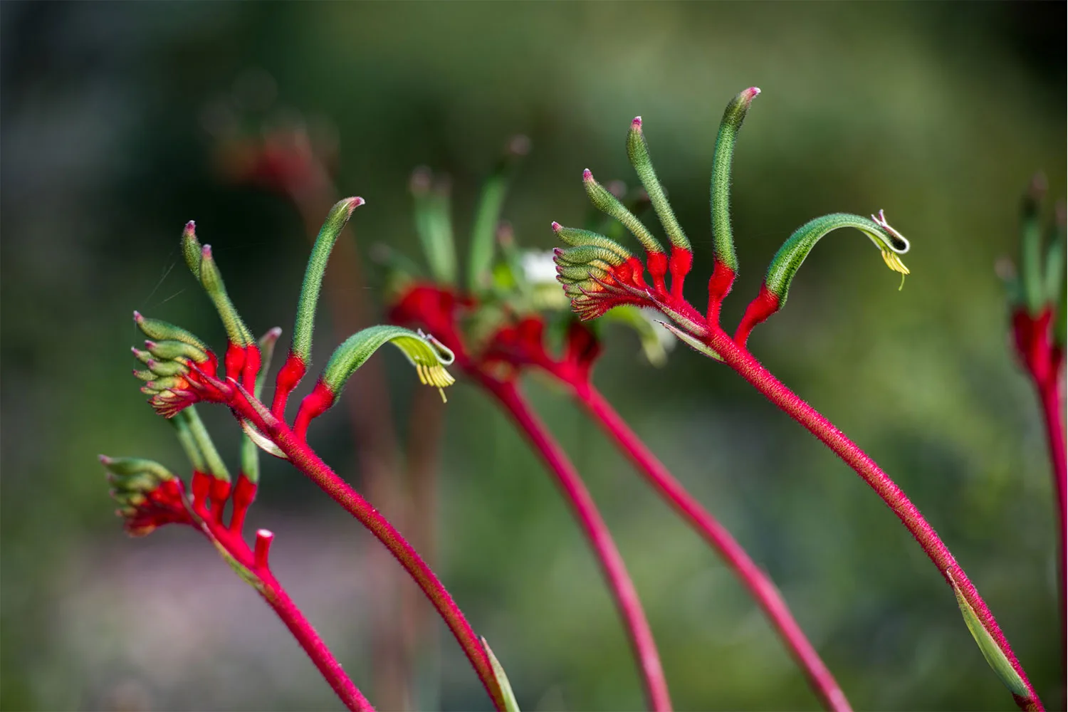 Kangaroo paw.