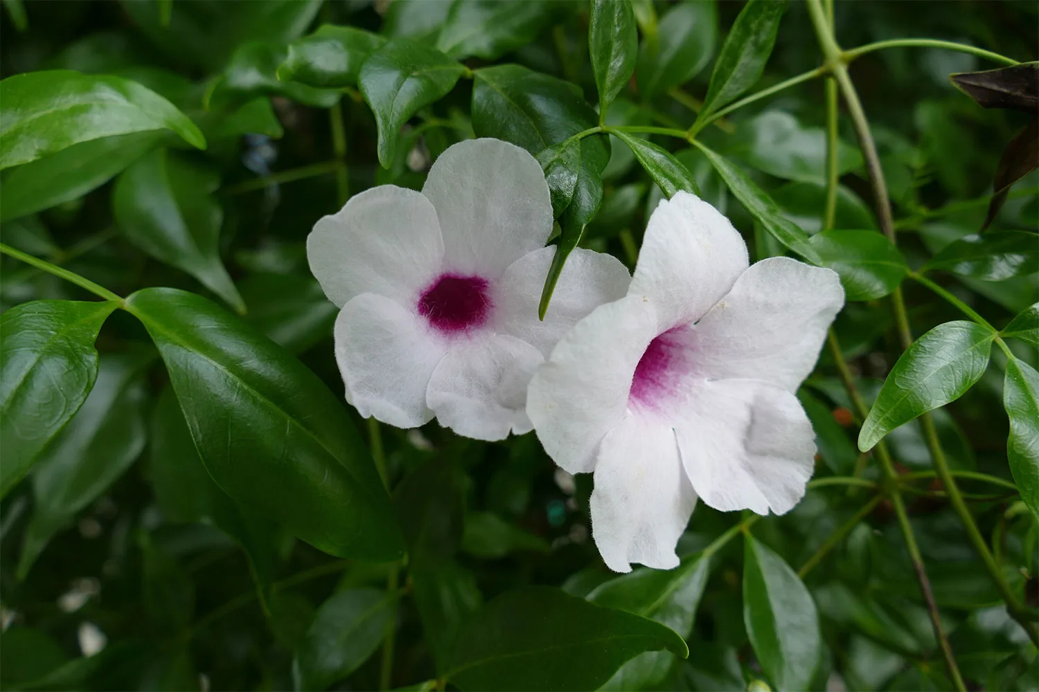 Pandorea is an Australian native climber and creeper with beautiful, trumpet-like flowers.