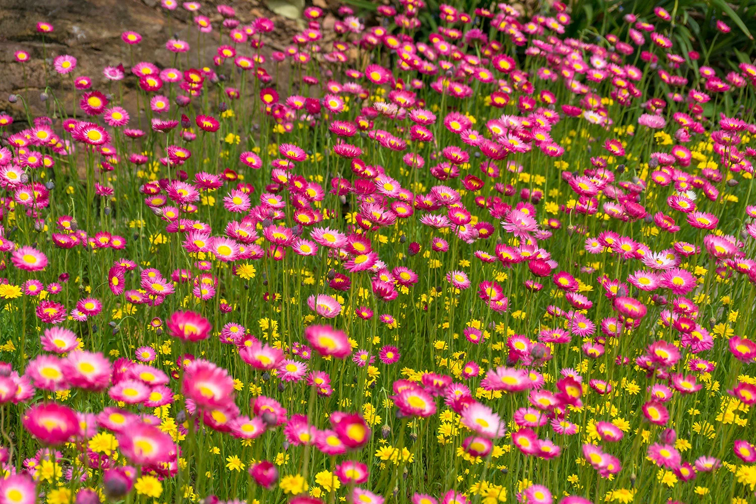 Paper daisies, also known as everlasting daisies, are a colourful Australian native.