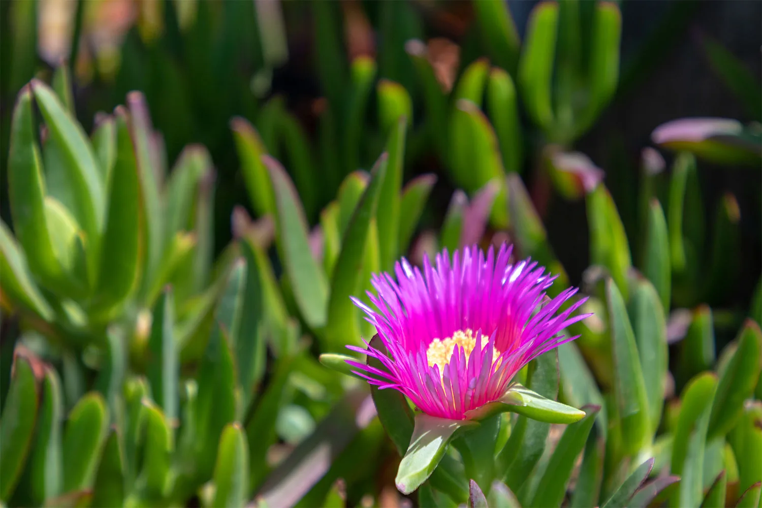 Pigface.
