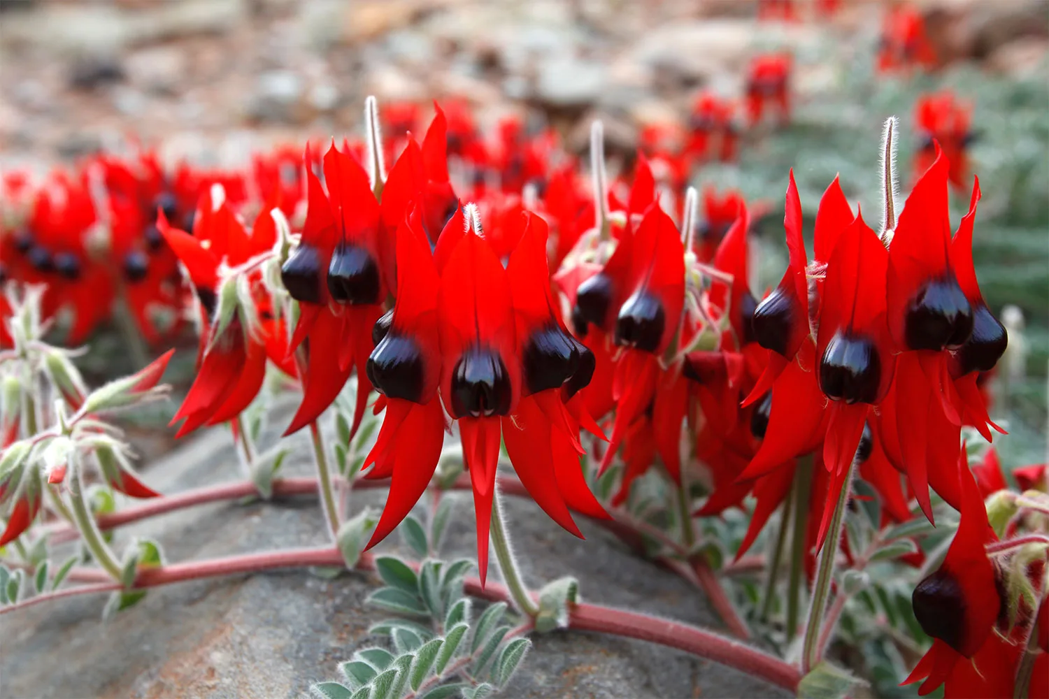 Sturt's Desert Pea.