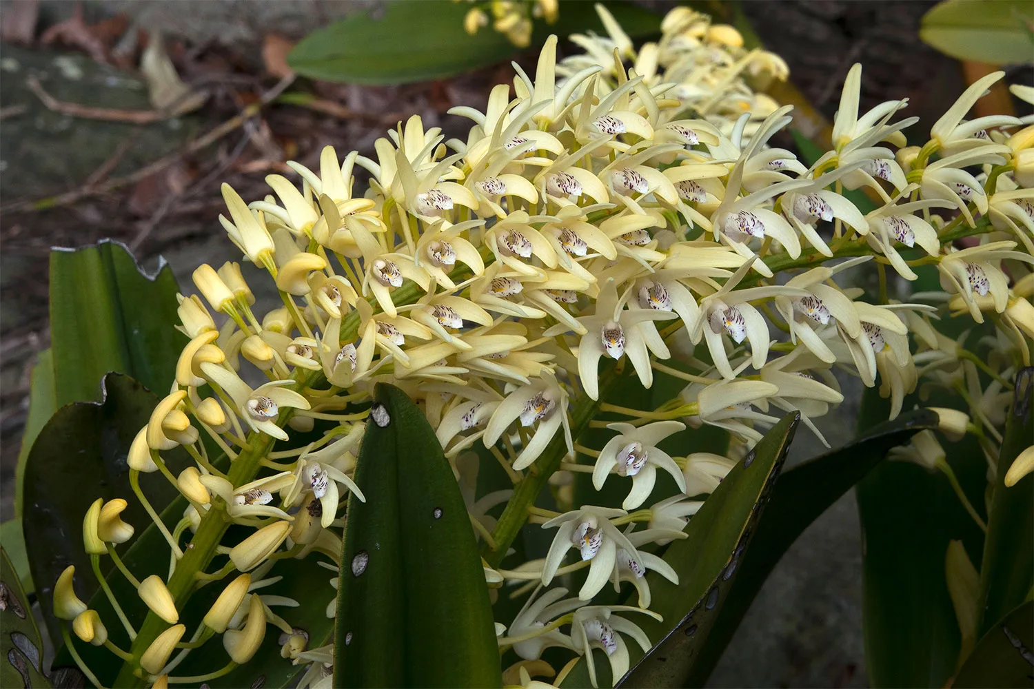 Australian rock orchid (Dendrobium speciosum).