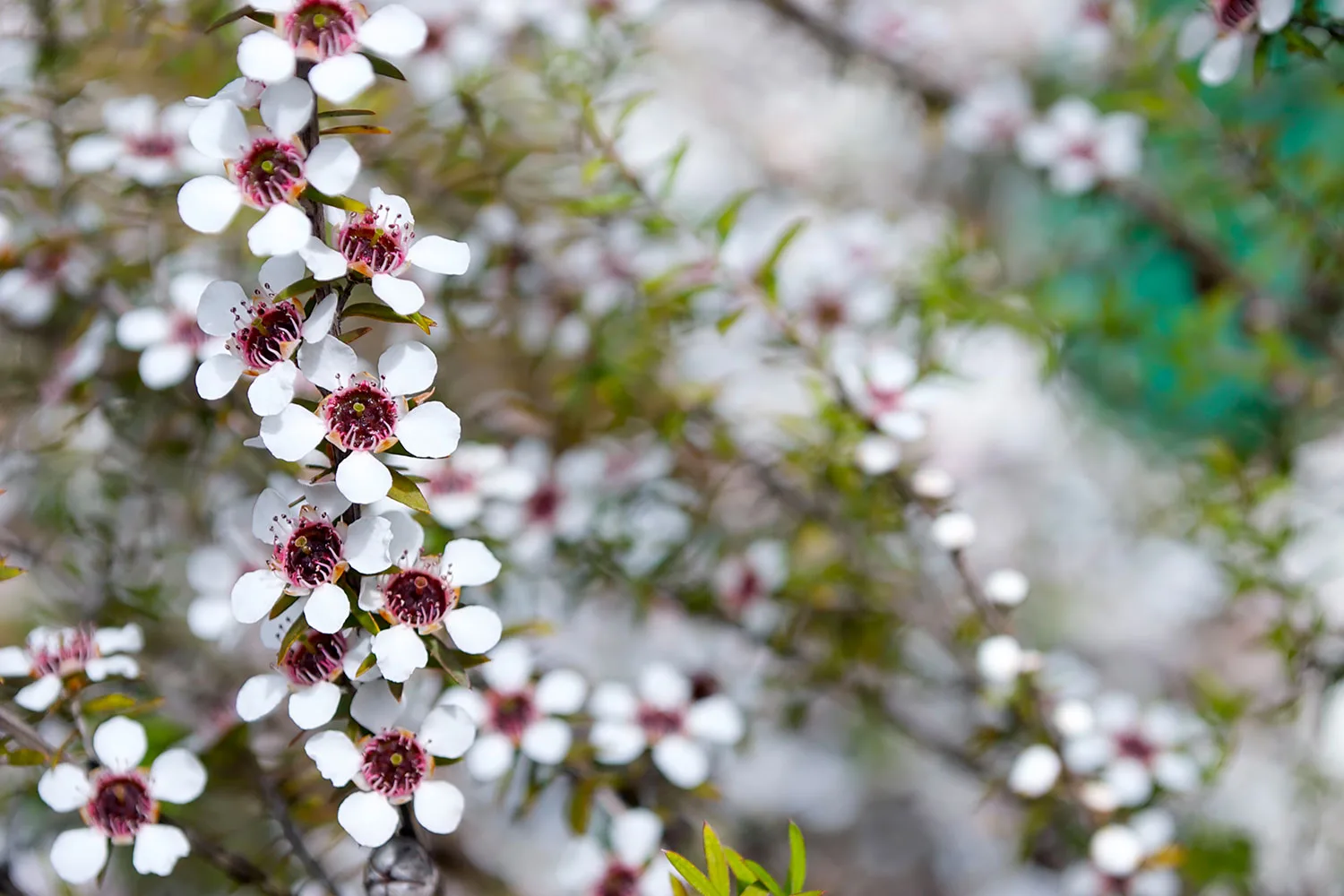 Tea tree plants produce small, white flowers in spring.