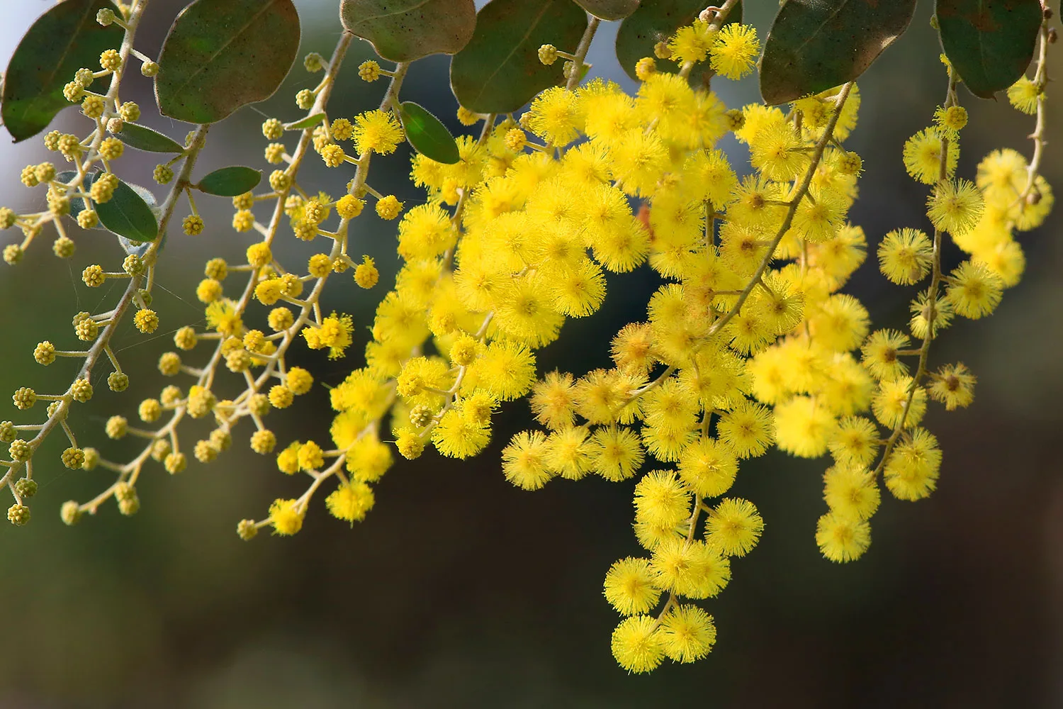 The Golden Wattle is Australia's national flower.