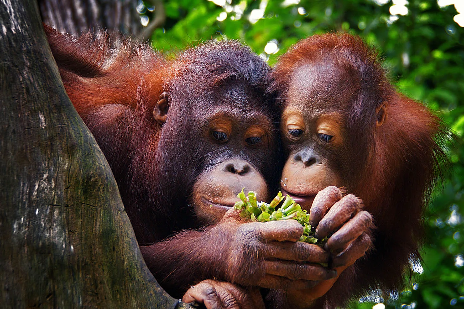 orangutangs at Singapore Zoo