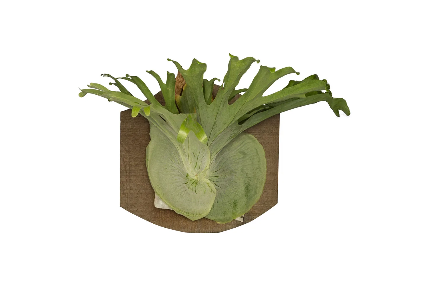 Staghorn mounted on a board