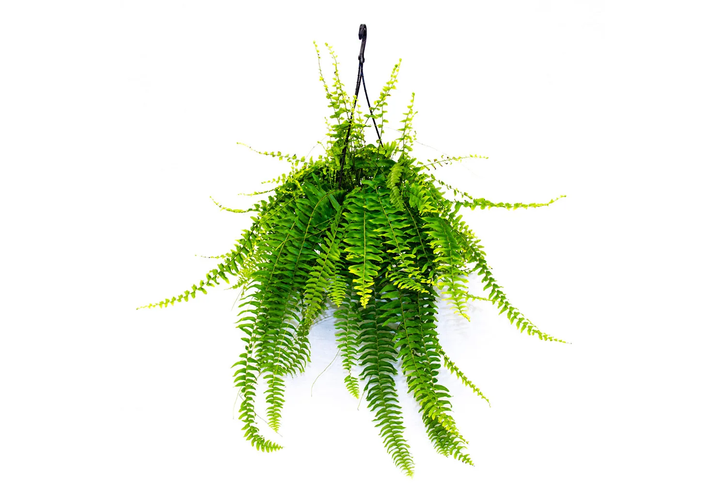 Hanging Boston fern