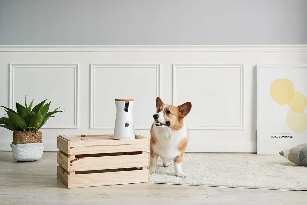 Furbo dog camera with dog