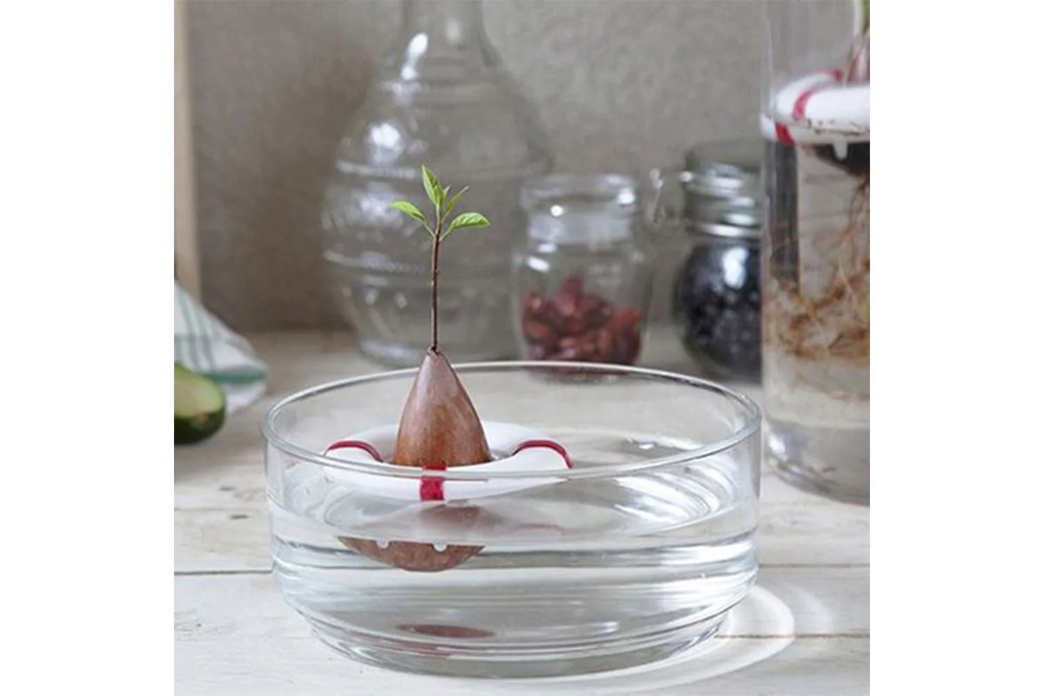 Avocado seed guard
