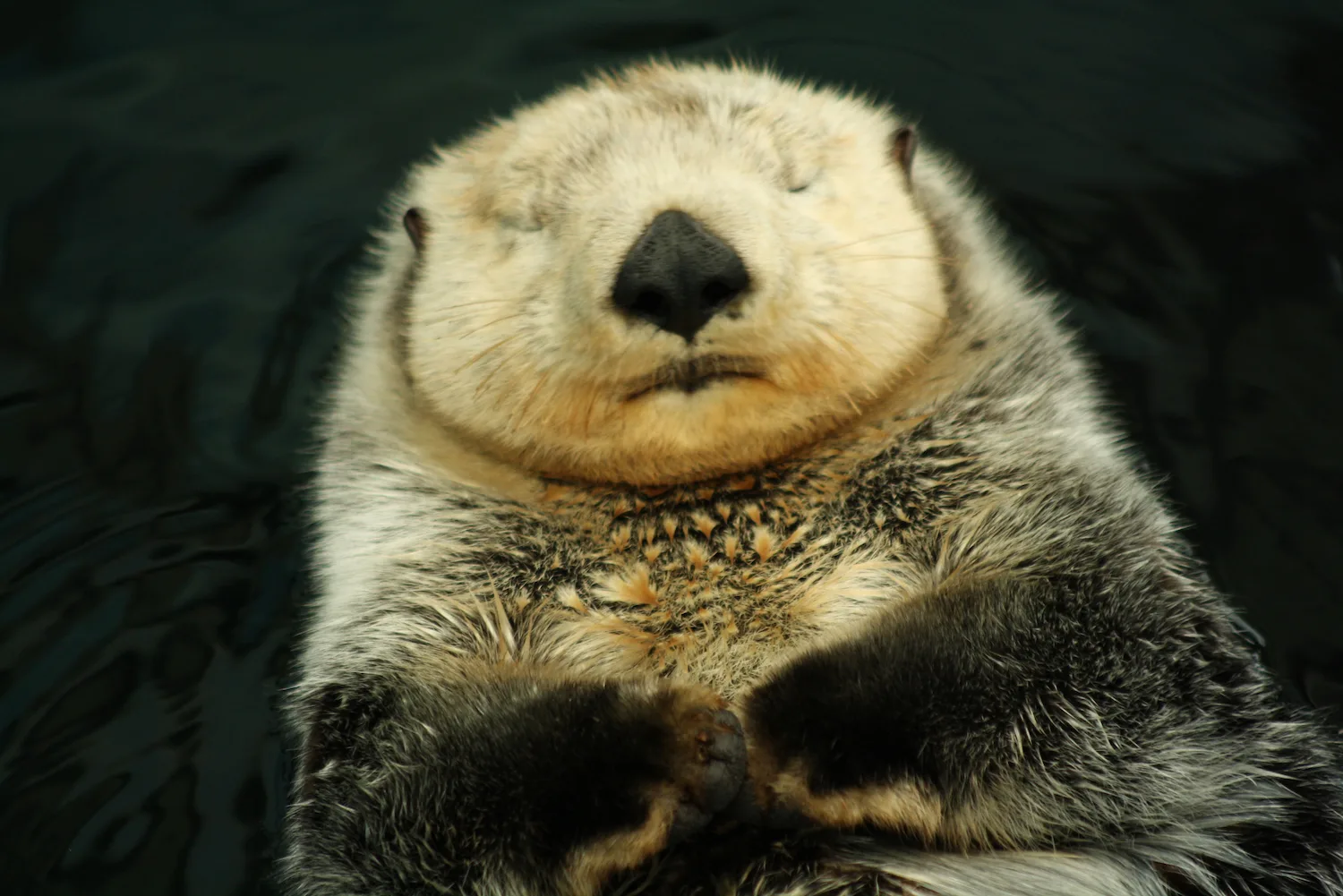 otter
