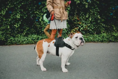 5 easy swaps to make your pet more eco-friendly