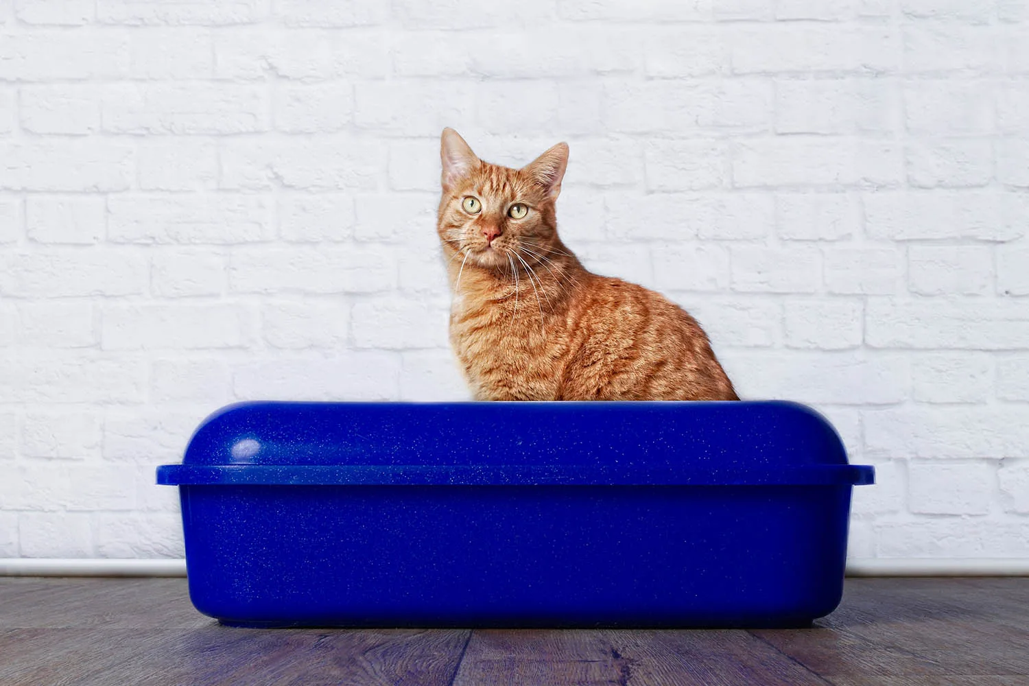cat sitting in kitty litter tray