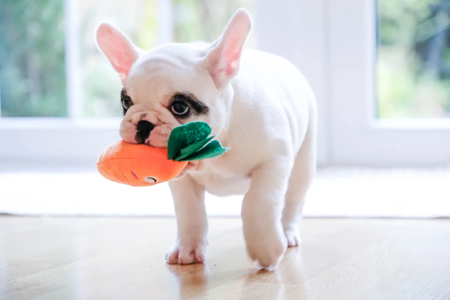 french bulldog with carrot toy in mouth