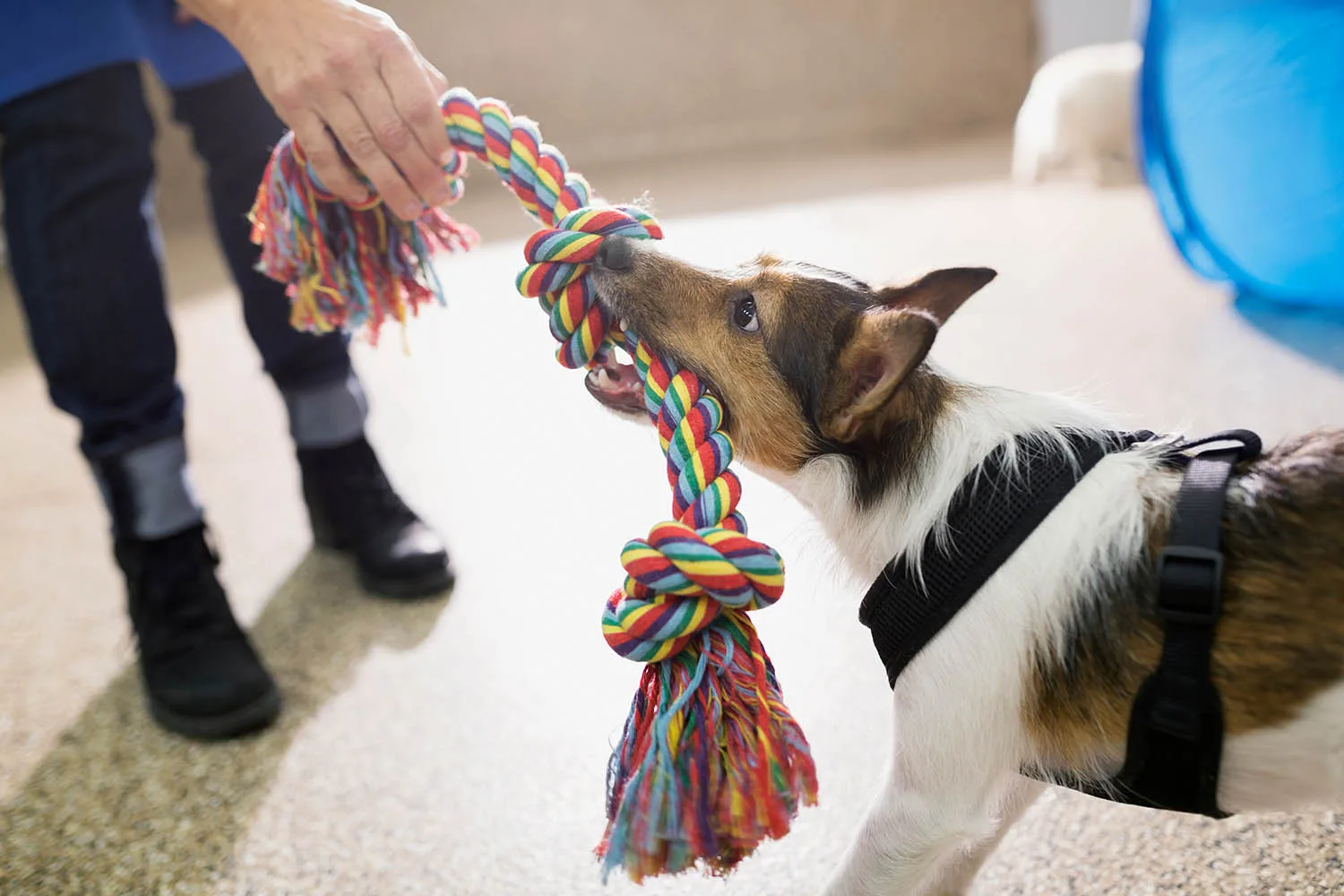 dog playing tug of war with rope toy