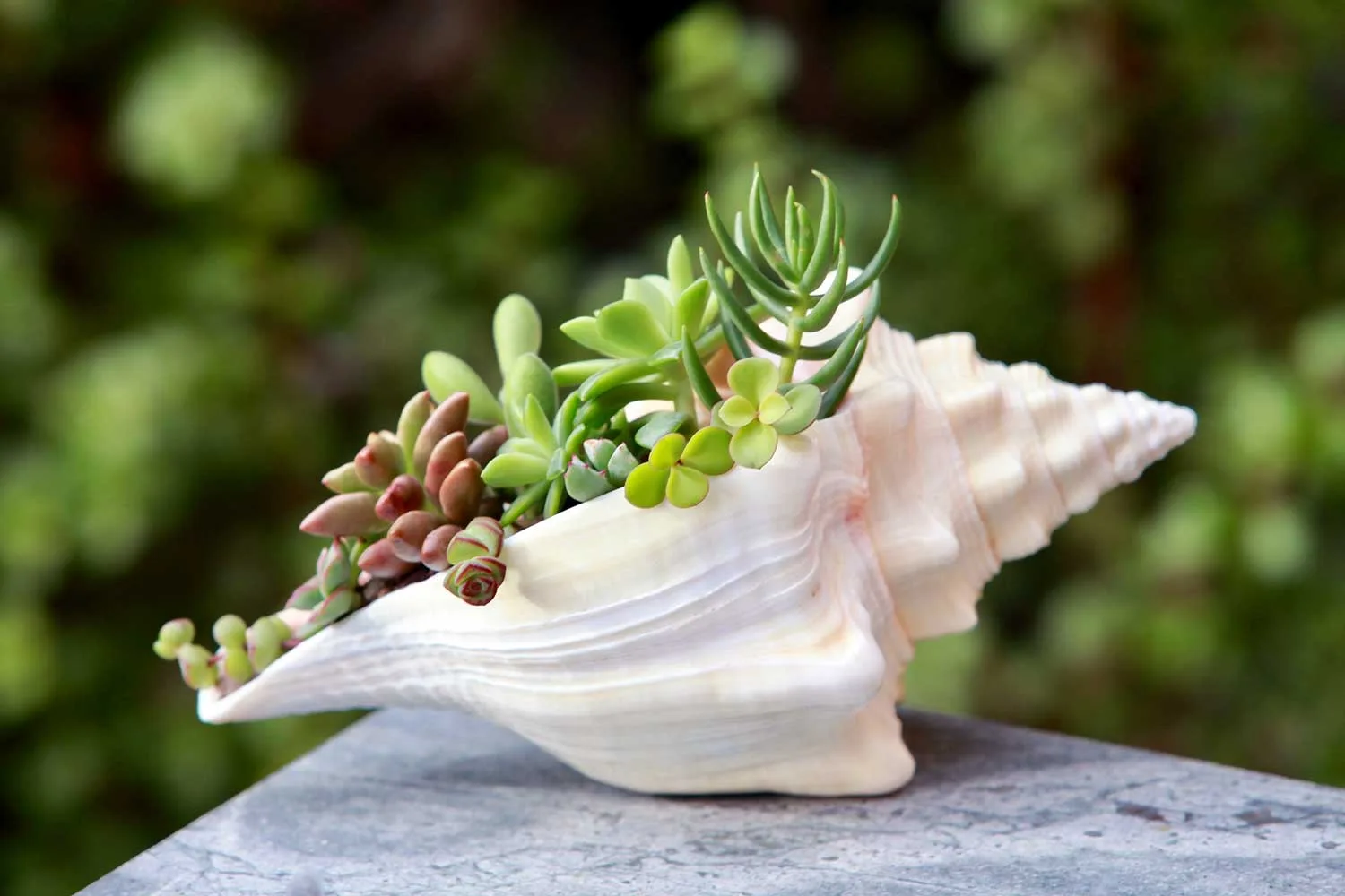 Succulent