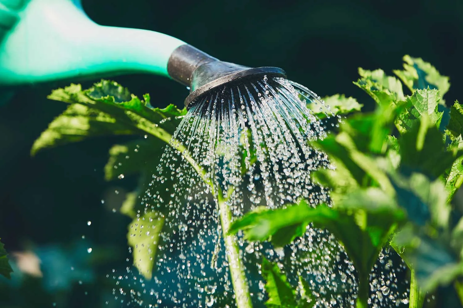 Water features