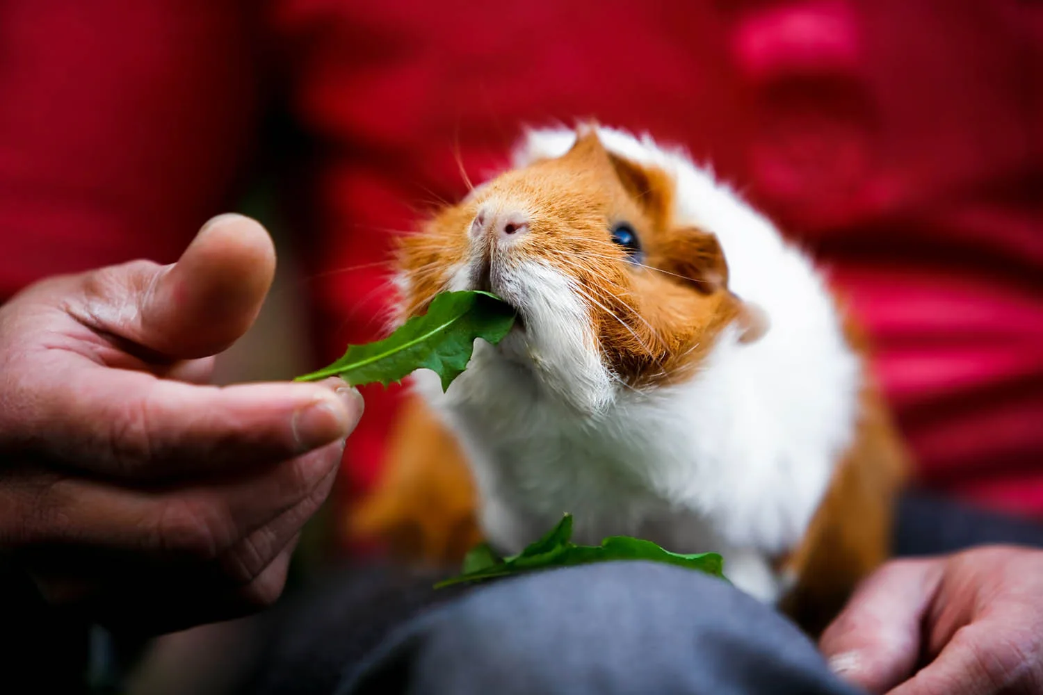guinea pig eating lettuce