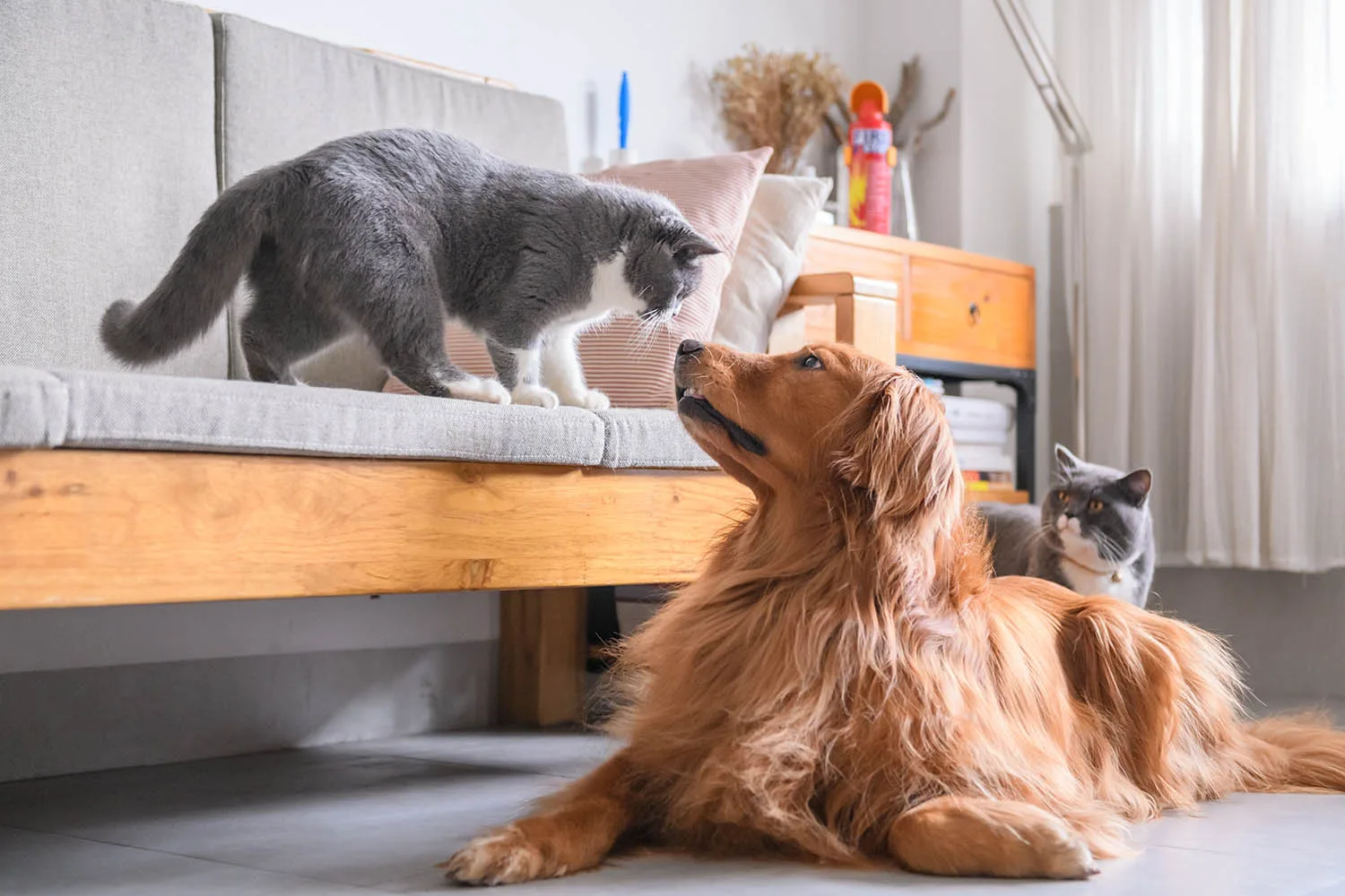 cats and dog playing