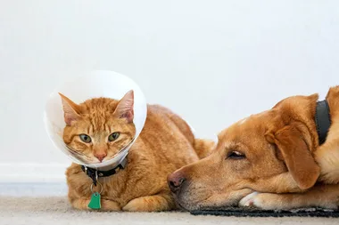 How to spot a hidden sickness in your pet
