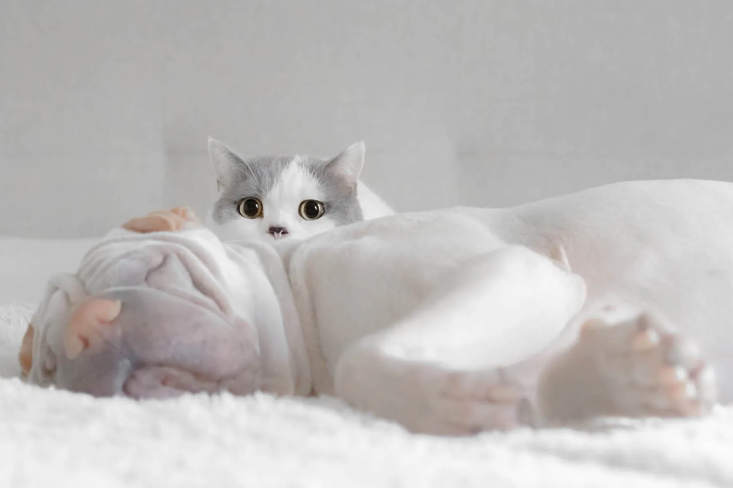 white and grey cat and dog