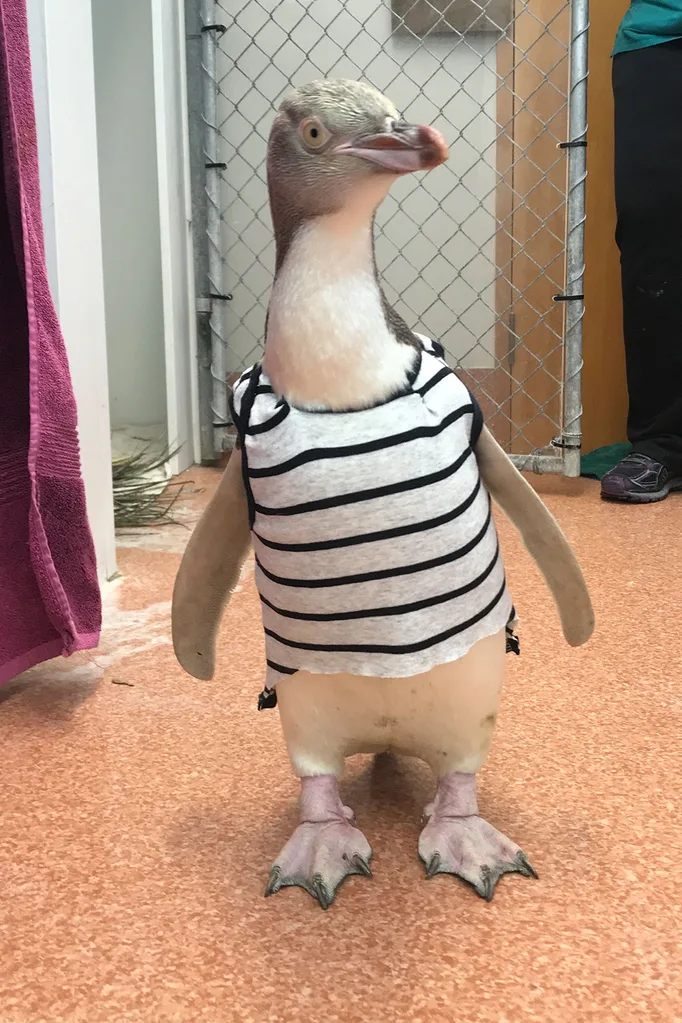 Penguin wearing a baby onesie