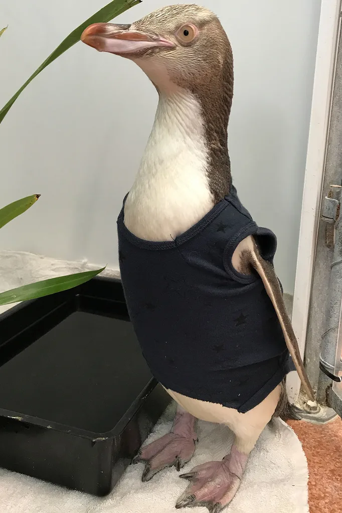 Penguin wearing a baby onesie