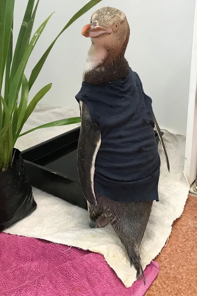 Penguin wearing a baby onesie