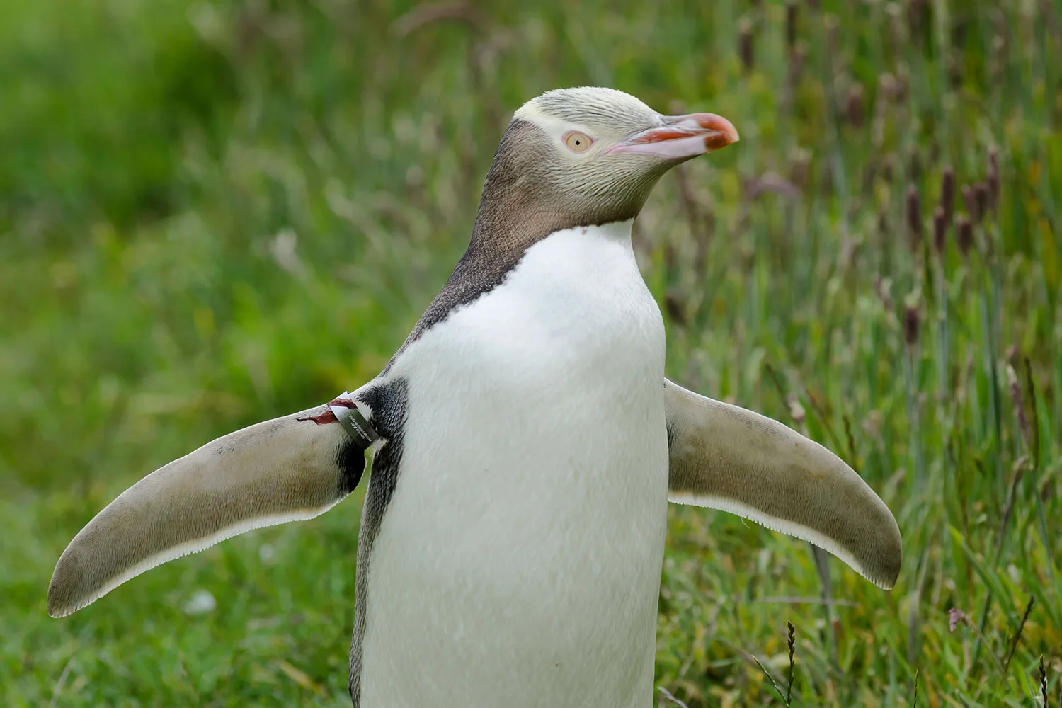 Why these endangered penguins are wearing baby onesies