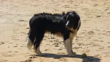 The great Christmas dog paddle